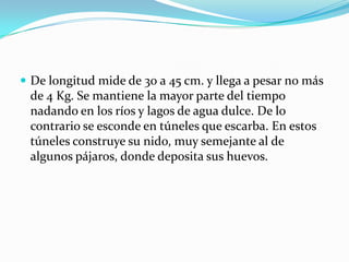 De longitud mide de 30 a 45 cm. y llega a pesar no más de 4 Kg. Se mantiene la mayor parte del tiempo nadando en los ríos y lagos de agua dulce. De lo contrario se esconde en túneles que escarba. En estos túneles construye su nido, muy semejante al de algunos pájaros, donde deposita sus huevos.
