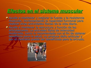 Efectos en el sistema muscular   Ayuda a mantener y mejorar la fuerza y la resistencia muscular, incrementando la capacidad funcional para realizar otras actividades físicas de la vida diaria.  Ayuda a mantener la estructura y función de las articulaciones. La actividad física de intensidad moderada, como la recomendada con el fin de obtener beneficios para la salud, no produce daño articular y por el contrario puede ser beneficiosa para la artrosis.   
