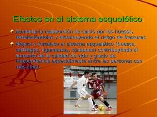Efectos en el sistema esquelético   Aumenta la reabsorción de calcio por los huesos, fortaleciéndolos y disminuyendo el riesgo de fracturas  Mejora y fortalece el sistema esquelético (huesos, cartílagos, ligamentos, tendones) contribuyendo al aumento de la calidad de vida y grado de independencia especialmente entre las personas con más edad.  