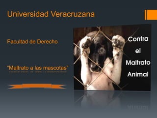 Universidad Veracruzana
Facultad de Derecho
“Maltrato a las mascotas”
 