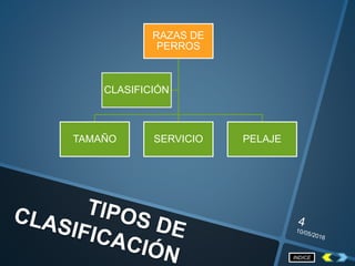 RAZAS DE
PERROS
TAMAÑO SERVICIO PELAJE
CLASIFICIÓN
INDICE
 