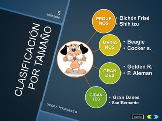 PEQUE
ÑOS
• Bichón Frisé
• Shih tzu
MEDIA
NOS
• Beagle
• Cocker s.
GRAN
DES
• Golden R.
• P. Aleman
GIGAN
TES • Gran Danes
• San Bernardo
INDICE
 