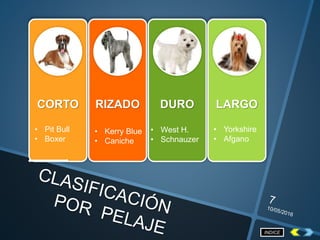 CORTO RIZADO DURO LARGO
• Pit Bull
• Boxer
• Kerry Blue
• Caniche
• West H.
• Schnauzer
• Yorkshire
• Afgano
INDICE
 