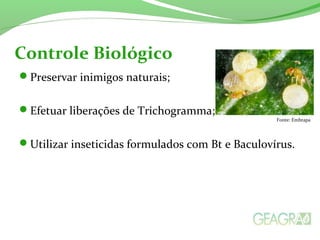 Preservar inimigos naturais;
Efetuar liberações de Trichogramma;
Utilizar inseticidas formulados com Bt e Baculovírus.
Controle Biológico
Fonte: Embrapa
 