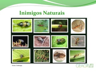 Inimigos Naturais
Fonte: Embrapa
 