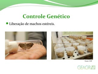 Liberação de machos estéreis.
Controle Genético
Fonte: USP
 