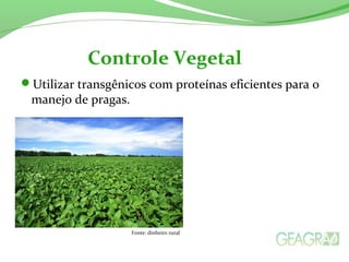 Utilizar transgênicos com proteínas eficientes para o
manejo de pragas.
Controle Vegetal
Fonte: dinheiro rural
 