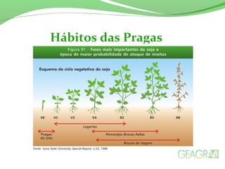 Hábitos das Pragas
 
