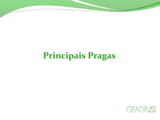 Principais Pragas
 