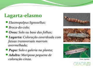 Elasmopalpus lignosellus;
Broca-do-colo;
Ovos: Solo ou base das folhas;
Lagarta: Coloração esverdeada com
faixas transversais marrom
avermelhada;
Pupa: Solo e galeria na planta;
Adulto: Mariposa pequena de
coloração cinza.
Lagarta-elasmo
Fonte: Agrolink
 