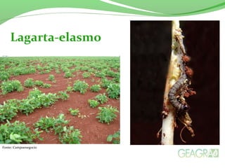 Lagarta-elasmo
Fonte: Campoenegocio
 
