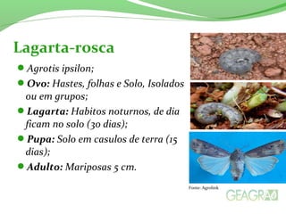 Agrotis ipsilon;
Ovo: Hastes, folhas e Solo, Isolados
ou em grupos;
Lagarta: Habitos noturnos, de dia
ficam no solo (30 dias);
Pupa: Solo em casulos de terra (15
dias);
Adulto: Mariposas 5 cm.
Lagarta-rosca
Fonte: Agrolink
 