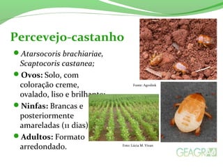Atarsocoris brachiariae,
Scaptocoris castanea;
Ovos: Solo, com
coloração creme,
ovalado, liso e brilhante;
Ninfas: Brancas e
posteriormente
amareladas (11 dias);
Adultos: Formato
arredondado.
Percevejo-castanho
Foto: Lúcia M. Vivan
Fonte: Agrolink
 