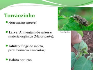 Aracanthus mourei;
Larva: Alimentam de raízes e
matéria orgânica (Maior parte);
Adulto: finge de morto,
protuberância nas costas;
Habito noturno.
Torrãozinho
Fonte: Agrolink
 