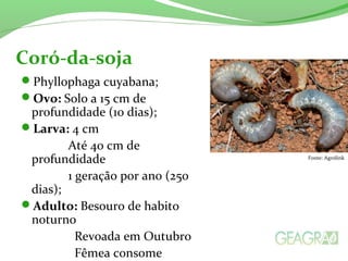 Phyllophaga cuyabana;
Ovo: Solo a 15 cm de
profundidade (10 dias);
Larva: 4 cm
Até 40 cm de
profundidade
1 geração por ano (250
dias);
Adulto: Besouro de habito
noturno
Revoada em Outubro
Fêmea consome
Coró-da-soja
Fonte: Agrolink
 