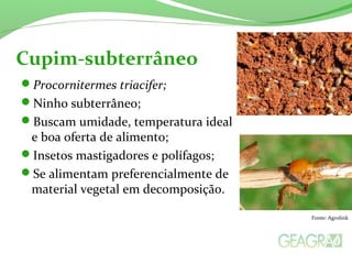 Procornitermes triacifer;
Ninho subterrâneo;
Buscam umidade, temperatura ideal
e boa oferta de alimento;
Insetos mastigadores e polífagos;
Se alimentam preferencialmente de
material vegetal em decomposição.
Cupim-subterrâneo
Fonte: Agrolink
 