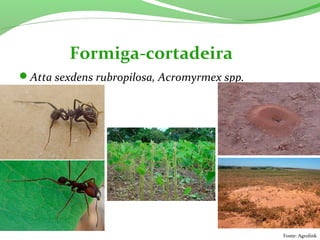 Atta sexdens rubropilosa, Acromyrmex spp.
Formiga-cortadeira
Fonte: Agrolink
 