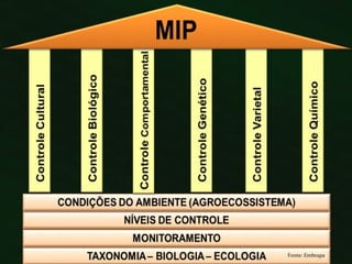 Fonte: Embrapa
 
