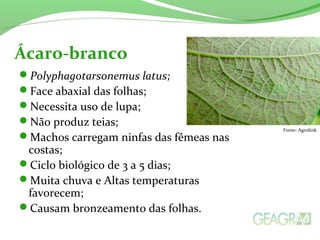 Polyphagotarsonemus latus;
Face abaxial das folhas;
Necessita uso de lupa;
Não produz teias;
Machos carregam ninfas das fêmeas nas
costas;
Ciclo biológico de 3 a 5 dias;
Muita chuva e Altas temperaturas
favorecem;
Causam bronzeamento das folhas.
Ácaro-branco
Fonte: Agrolink
 