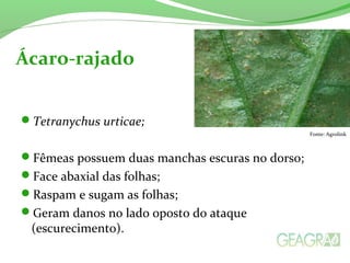 Tetranychus urticae;
Fêmeas possuem duas manchas escuras no dorso;
Face abaxial das folhas;
Raspam e sugam as folhas;
Geram danos no lado oposto do ataque
(escurecimento).
Ácaro-rajado
Fonte: Agrolink
 