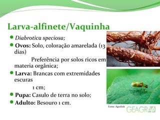 Diabrotica speciosa;
Ovos: Solo, coloração amarelada (13
dias)
Preferência por solos ricos em
materia orgânica;
Larva: Brancas com extremidades
escuras
1 cm;
Pupa: Casulo de terra no solo;
Adulto: Besouro 1 cm.
Larva-alfinete/Vaquinha
Fonte: Agrolink
 