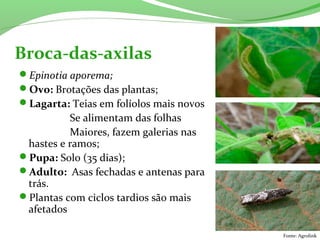 Epinotia aporema;
Ovo: Brotações das plantas;
Lagarta: Teias em folíolos mais novos
Se alimentam das folhas
Maiores, fazem galerias nas
hastes e ramos;
Pupa: Solo (35 dias);
Adulto: Asas fechadas e antenas para
trás.
Plantas com ciclos tardios são mais
afetados
Broca-das-axilas
Fonte: Agrolink
 