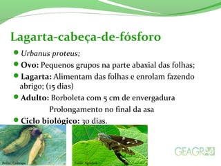 Urbanus proteus;
Ovo: Pequenos grupos na parte abaxial das folhas;
Lagarta: Alimentam das folhas e enrolam fazendo
abrigo; (15 dias)
Adulto: Borboleta com 5 cm de envergadura
Prolongamento no final da asa
Ciclo biológico: 30 dias.
Lagarta-cabeça-de-fósforo
Fonte: AgrolinkFonte: Embrapa
 