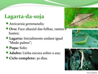 Anticarsia gemmatalis;
Ovo: Face abaxial das folhas, ramos e
hastes;
Lagarta: Inicialmente andam igual
“Mede-palmo”;
Pupa: Solo;
Adulto: Linha escura sobre a asa;
Ciclo completo: 30 dias.
Lagarta-da-soja
Fonte: Agrolink
 