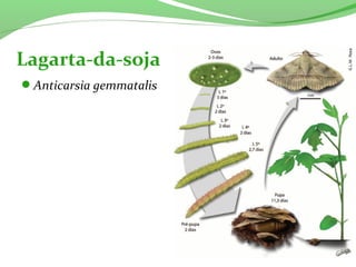 Anticarsia gemmatalis
Lagarta-da-soja
 