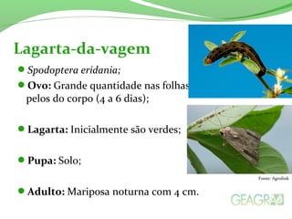 Spodoptera eridania;
Ovo: Grande quantidade nas folhas, e combrem com
pelos do corpo (4 a 6 dias);
Lagarta: Inicialmente são verdes;
Pupa: Solo;
Adulto: Mariposa noturna com 4 cm.
Lagarta-da-vagem
Fonte: Agrolink
 