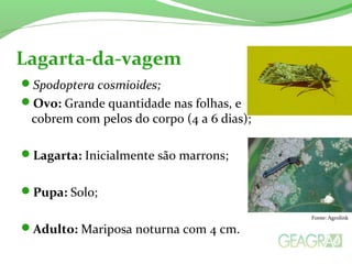Spodoptera cosmioides;
Ovo: Grande quantidade nas folhas, e
cobrem com pelos do corpo (4 a 6 dias);
Lagarta: Inicialmente são marrons;
Pupa: Solo;
Adulto: Mariposa noturna com 4 cm.
Lagarta-da-vagem
Fonte: Agrolink
 