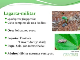 Spodoptera frugiperda;
Ciclo completo de 20 a 60 dias;
Ovo: Folhas, 100 ovos;
Lagarta: Canibais
“Y invertido” (30 dias);
Pupa: Solo, cor avermelhada;
Adulto: Hábitos noturnos com 4 cm.
Lagarta-militar
Fonte: Agrolink
 