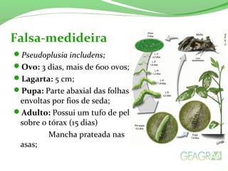 Pseudoplusia includens;
Ovo: 3 dias, mais de 600 ovos;
Lagarta: 5 cm;
Pupa: Parte abaxial das folhas,
envoltas por fios de seda;
Adulto: Possui um tufo de pelo
sobre o tórax (15 dias)
Mancha prateada nas
asas;
Falsa-medideira
 