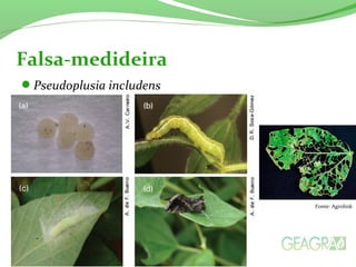 Pseudoplusia includens
Falsa-medideira
Fonte: Agrolink
 