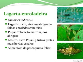 Omioides indicatus;
Lagarta: 2 cm, vive em abrigos de
folhas enroladas com teias;
Pupa: Coloração marrom, nos
abrigos;
Adulto: 2 cm Possui 3 listras pretas
mais bordas escuras;
Alimentam do parênquima foliar.
Lagarta-enroladeira
Fonte: Agrolink
 