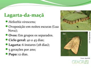 Heliothis virescens;
Ovoposição em noites escuras (Lua
Nova);
Ovos: Em grupos os separados.
Ciclo geral: 40 a 45 dias;
Lagarta: 6 ínstares (28 dias);
5 gerações por ano;
Pupa: 12 dias.
Lagarta-da-maçã
Fonte: Agrolink
 