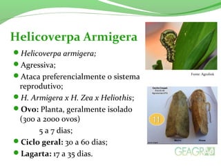 Helicoverpa armigera;
Agressiva;
Ataca preferencialmente o sistema
reprodutivo;
H. Armigera x H. Zea x Heliothis;
Ovo: Planta, geralmente isolado
(300 a 2000 ovos)
5 a 7 dias;
Ciclo geral: 30 a 60 dias;
Lagarta: 17 a 35 dias.
Helicoverpa Armigera
Fonte: Agrolink
 