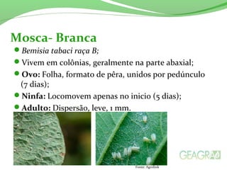 Bemisia tabaci raça B;
Vivem em colônias, geralmente na parte abaxial;
Ovo: Folha, formato de pêra, unidos por pedúnculo
(7 dias);
Ninfa: Locomovem apenas no inicio (5 dias);
Adulto: Dispersão, leve, 1 mm.
Mosca- Branca
Fonte: Agrolink
 