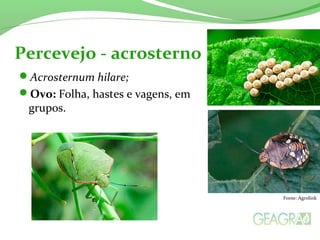 Acrosternum hilare;
Ovo: Folha, hastes e vagens, em
grupos.
Percevejo - acrosterno
Fonte: Agrolink
 