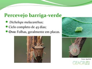 Dichelops melacanthus;
Ciclo completo de 45 dias;
Ovo: Folhas, geralmente em placas.
Percevejo barriga-verde
Fonte: Agrolink
 