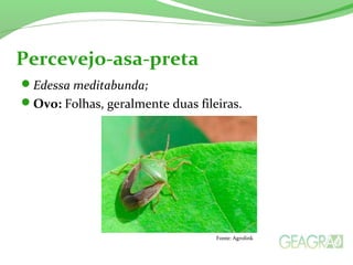 Edessa meditabunda;
Ovo: Folhas, geralmente duas fileiras.
Percevejo-asa-preta
Fonte: Agrolink
 