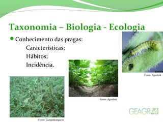 Conhecimento das pragas:
Características;
Hábitos;
Incidência.
Taxonomia – Biologia - Ecologia
Fonte: Agrolink
Fonte: Agrolink
Fonte: Campo&negocio
 