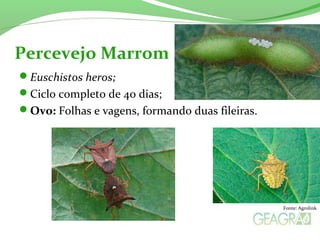 Euschistos heros;
Ciclo completo de 40 dias;
Ovo: Folhas e vagens, formando duas fileiras.
Percevejo Marrom
Fonte: Agrolink
 