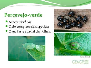 Nezara viridula;
Ciclo completo dura 45 dias;
Ovo: Parte abaxial das folhas.
Percevejo-verde
Fonte: Agrolink
 