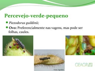Piezodorus guildinii;
Ovo: Preferencialmente nas vagens, mas pode ser
folhas, caules.
Percevejo-verde-pequeno
Fonte: Agrolink
 