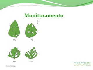 Monitoramento
Fonte: Embrapa
 