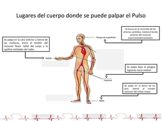 Lugares del cuerpo donde se puede palpar el Pulso
Se palpa en la cara anterior y lateral de
las muñecas, entre el tendón del
músculo flexor radial del carpo y la
apófisis estiloides del radio.
Se palpa bajo el pliegue
inguinal, hacia medial.
Se busca en el recorrido de las
arterias carótidas, medial al borde
anterior del músculo
esternocleidomastoideo
Se palpa en el dorso de los
pies, lateral al tendón
extensor del ortejo mayor.
vdfdfgf
vdfdfgf
Vdfdfg
f
 