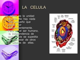 LA  CELULA La  célula  es  la  unidad  de  vida. No  hay  nada  mas  pequeño  que  pueda  vivir  independientemente. Pero  en  el  ser  humano,  la  independencia  de  cada  célula  se  supedita  al  bienestar  de  otros  50  billones  de  ellas. 