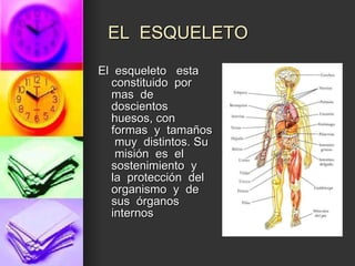 EL  ESQUELETO El  esqueleto  esta  constituido  por  mas  de  doscientos  huesos, con  formas  y  tamaños  muy  distintos. Su  misión  es  el  sostenimiento  y  la  protección  del  organismo  y  de  sus  órganos  internos 