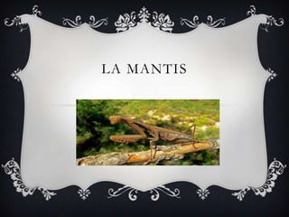 La mantis 